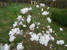 magnolia stellata