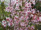 prunus kurilensis Ruby