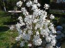 magnolia stellata
