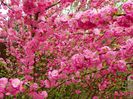 prunus triloba