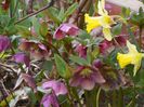 helleborus orientalis