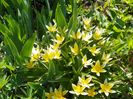 tulipa tarda