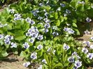 viola sororia Hungarian Beauty