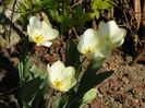 tulipa Purissima