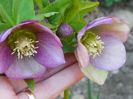 helleborus Montsegur