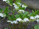 helleborus White Lady Spotted