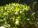 helleborus Double White Spotted