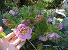helleborus Double Ellen Pink