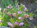 helleborus Double Ellen Pink