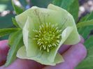 helleborus Yellow Lady