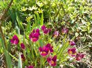 tulipa Persian Pearl si tulipa tarda