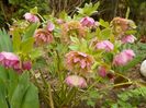 helleborus Double Ellen Pink