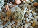Mammillaria hernandezii