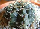 Gymnocalycium baldianum