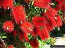 Callistemon