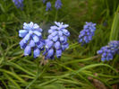 Muscari armeniacum (2017, April 10)