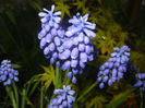 Muscari armeniacum (2017, April 10)