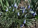 ...si muscari