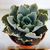 Echeveria shaviana