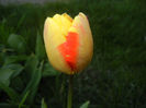 Tulipa Banja Luka (2017, April 10)