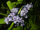 Hyacinth Isabelle (2017, April 10)