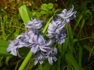 Hyacinth Isabelle (2017, April 10)