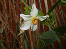 Narcissus Pheasants Eye (2017, April 06)