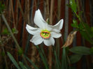 Narcissus Pheasants Eye (2017, April 07)