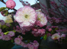 Prunus triloba (2017, April 03)