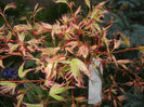 Acer palmatum Butterfly (2017, April 04)