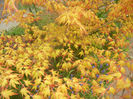Acer palmatum Katsura (2017, April 05)