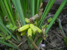 Muscari Golden Fragrance (2017, Apr.13)
