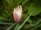 Tulipa Peppermint Stick (2017, April 13)