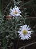 Aster Fellowship 2 oct 2016 a