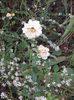 Aster Lady in Black 2 oct 2016