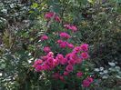 Aster necunoscut 2 oct 2016