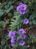 Aster Purple Dome 2 oct 2016