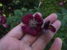 Clematita Avantgarde 2 oct 2016d