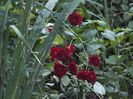 Fairy grena 2 oct 2016