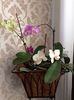 Aranjament Phalaenopsis