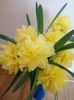 Narcise galbene cu flori batute