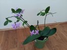 Phalaenopsis equestris var. rosea