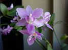 Phalaenopsis equestris var. rosea