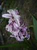 Hyacinth Splendid Cornelia (2017, Apr.10)