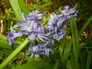 Hyacinth Isabelle (2017, April 11)