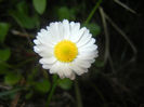 Bellis perennis (2017, April 11)