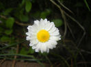 Bellis perennis (2017, April 13)