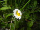 Bellis perennis (2017, April 13)