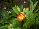 Primula polyanthus Red (2017, April 03)