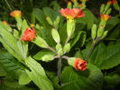 Primula polyanthus Red (2017, April 04)